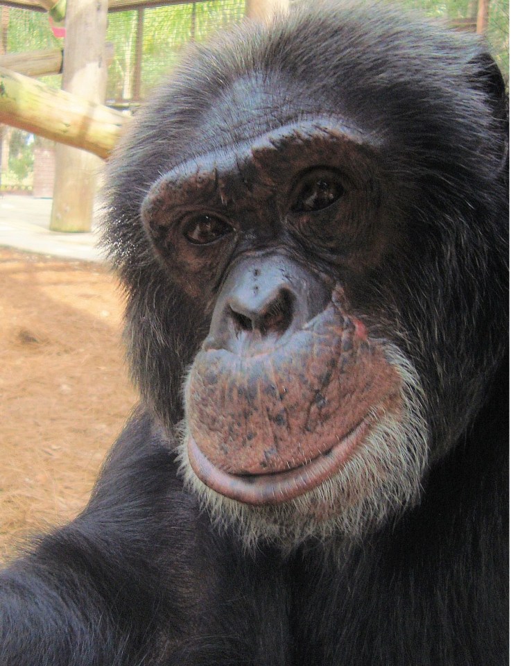 Bubbles the chimp now at his new home - a sanctuary in Florida