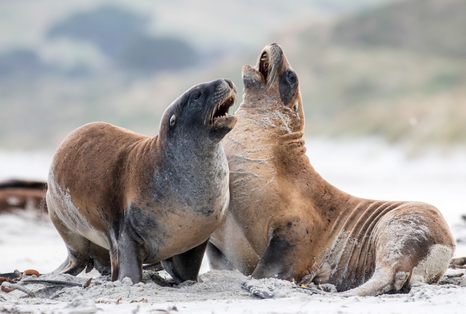 The dangers of sea lions are often underestimated by humans