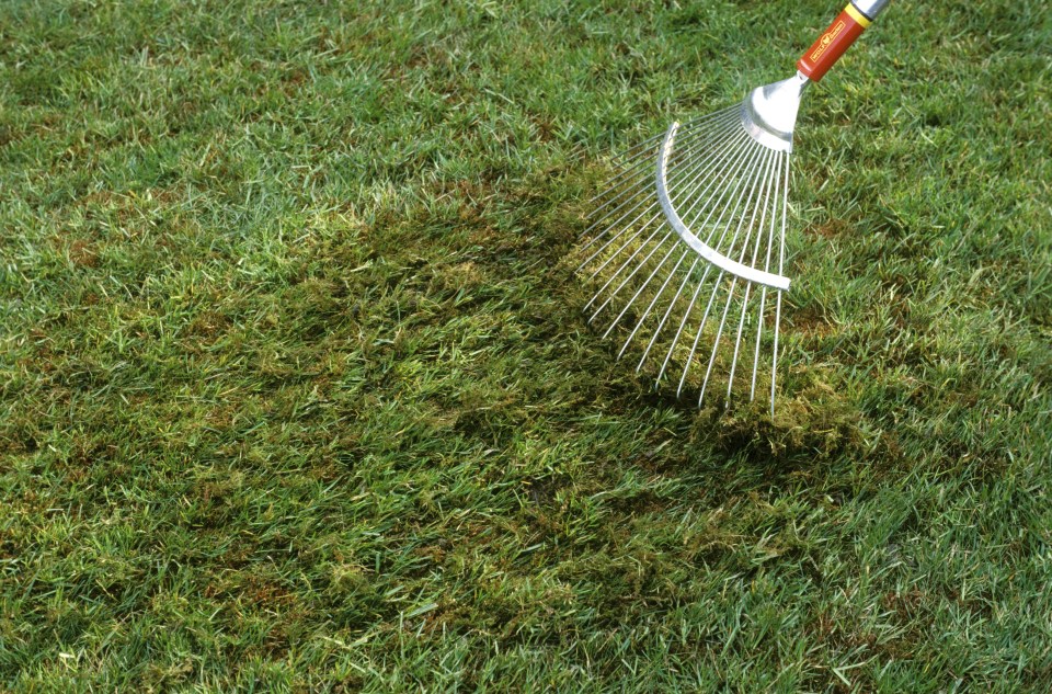 Mossy lawns can inhibit grass growth