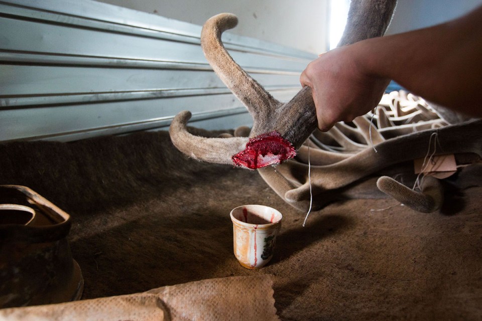 The antlers are removed in springtime when they are full of fresh blood