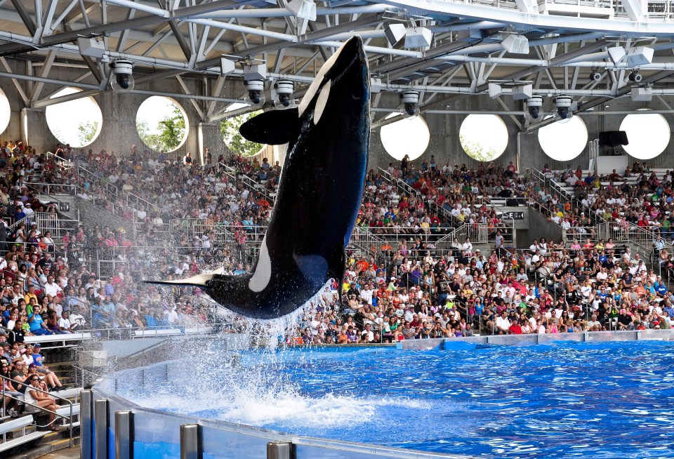 Keeping orcas in captivity remains incredibly controversial