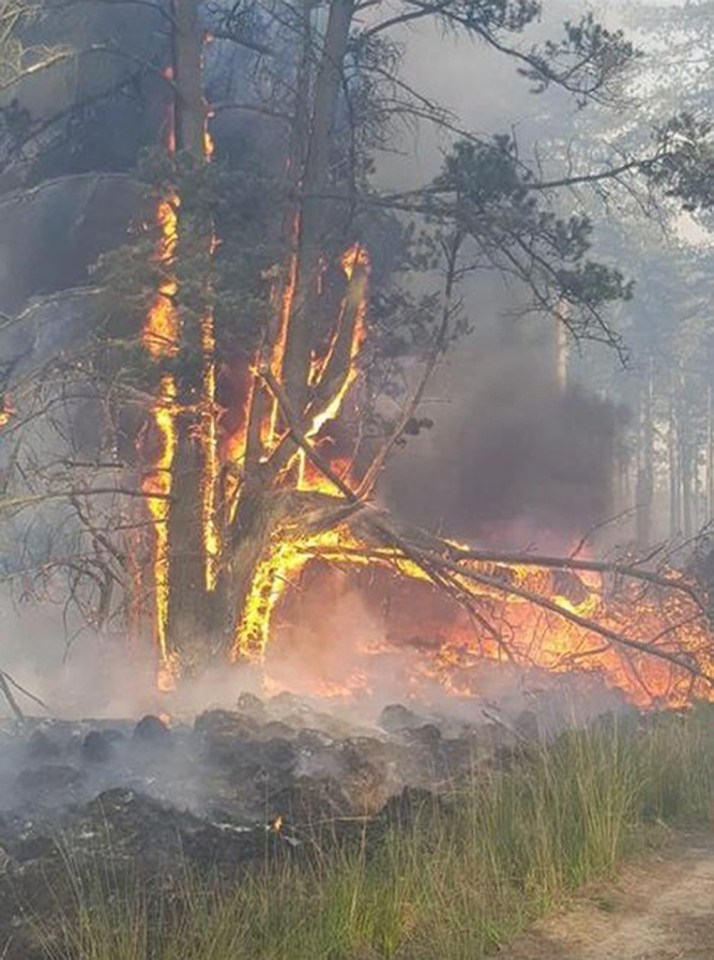 And barbecues that can be thrown away may eventually be banned altogether. In 2020, a fire caused by a disposable raged in Wareham, Dorset for a fortnight