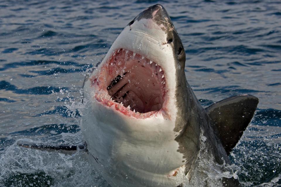 A swimmer was found dead after being mauled by a great white shark