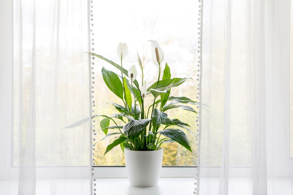 Peace Lily plants can help reduce mildew and mould at home