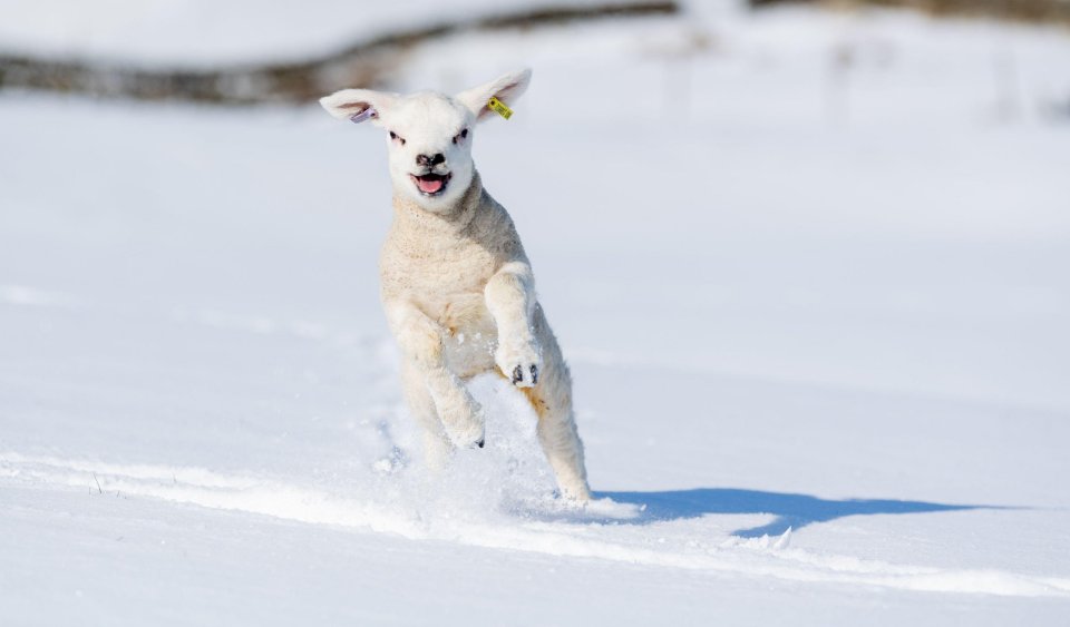 Three-week-old lamb Flo enjoys the weather in the Yorkshire Dales National Park