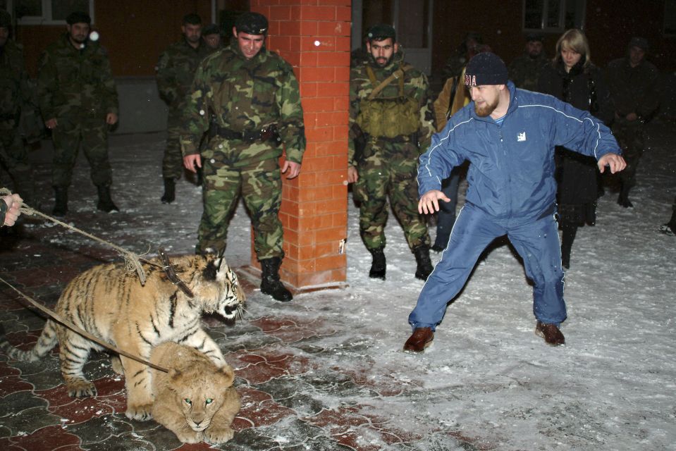 Kadyrov with his tiger and lion - they are believed to be from his private zoo