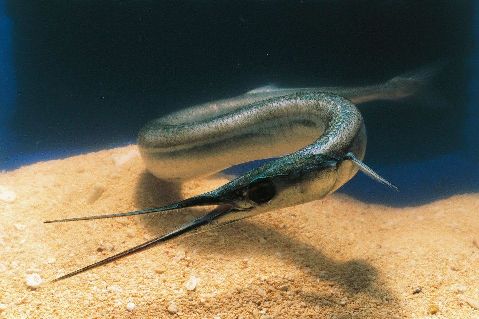 A tourist was impaled through the neck by a foot-long needlefish while swimming