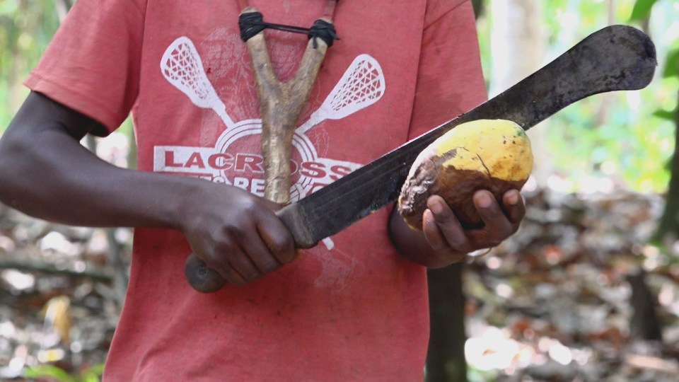 Young children risk slicing their hand as they crack pods with knives