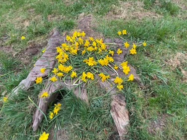 Daffodils have been banned from a play area to stop children from eating them