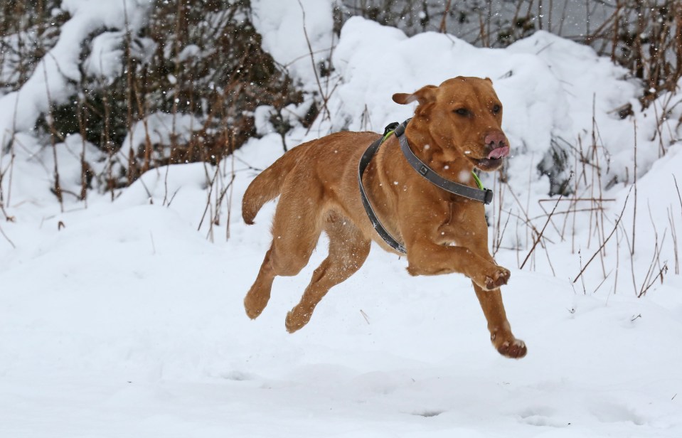 Frank the Labrador having fun in the snow at Ardross near Inverness