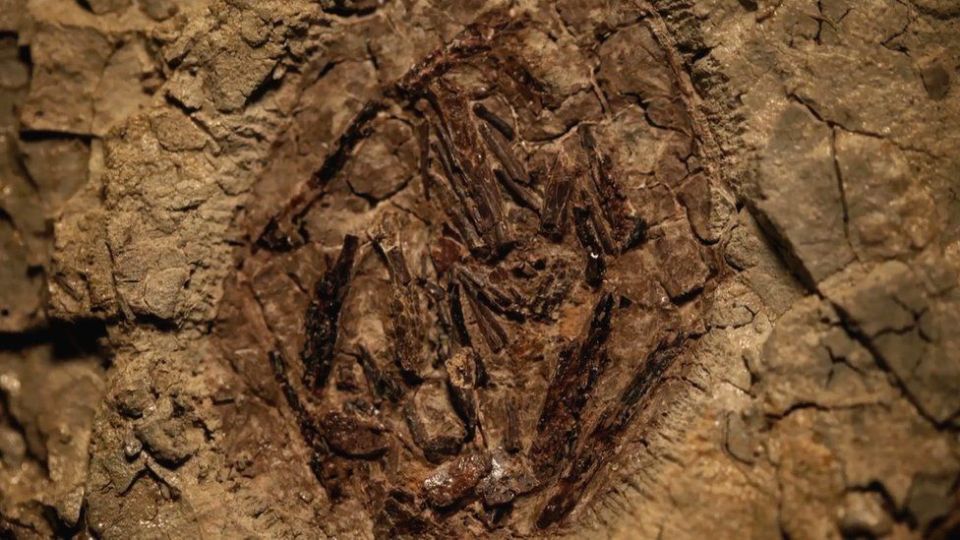 Pterosaurs's eggs were soft like a turtle's, and not hard like most dino eggs