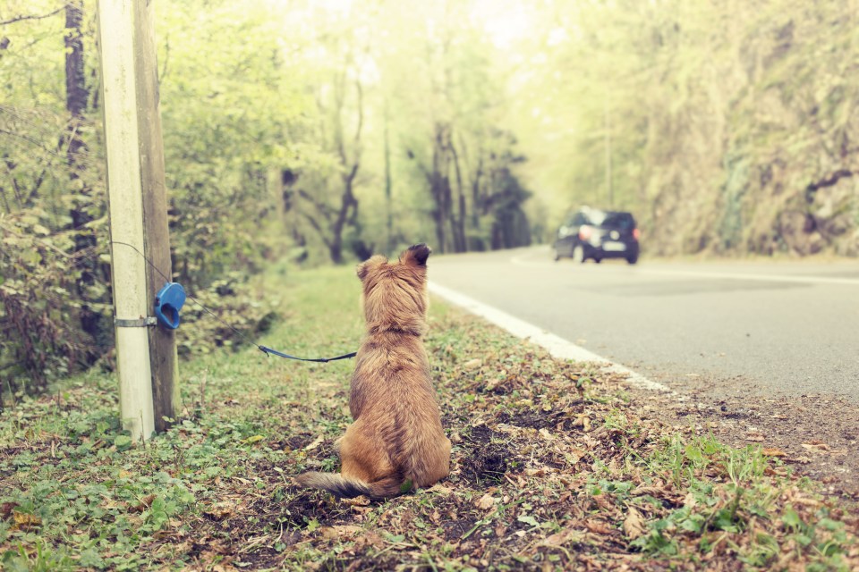 A woman has taken to Reddit to reveal what happens to abandoned dogs