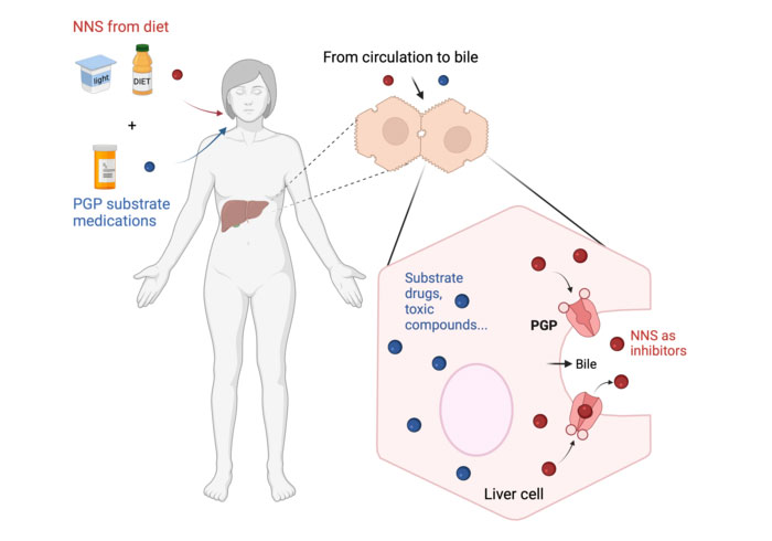 The chart above shows how the sweeteners consumed through your diet enter the liver and can then trap medication in cells, which can in turn lead to liver toxicity