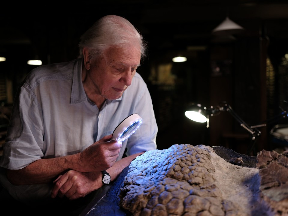 Sir David looks at the skin of a triceratops