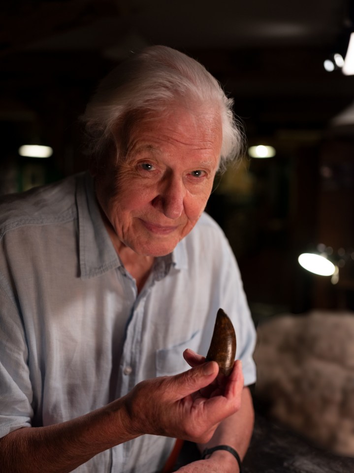 Sir David Attenborough holds the tooth of an adult T-Rex