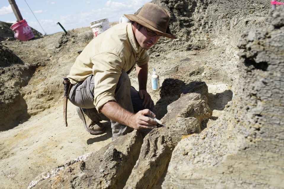 Beautifully preserved footprints left by the prehistoric creatures are now being unearthed by Robert