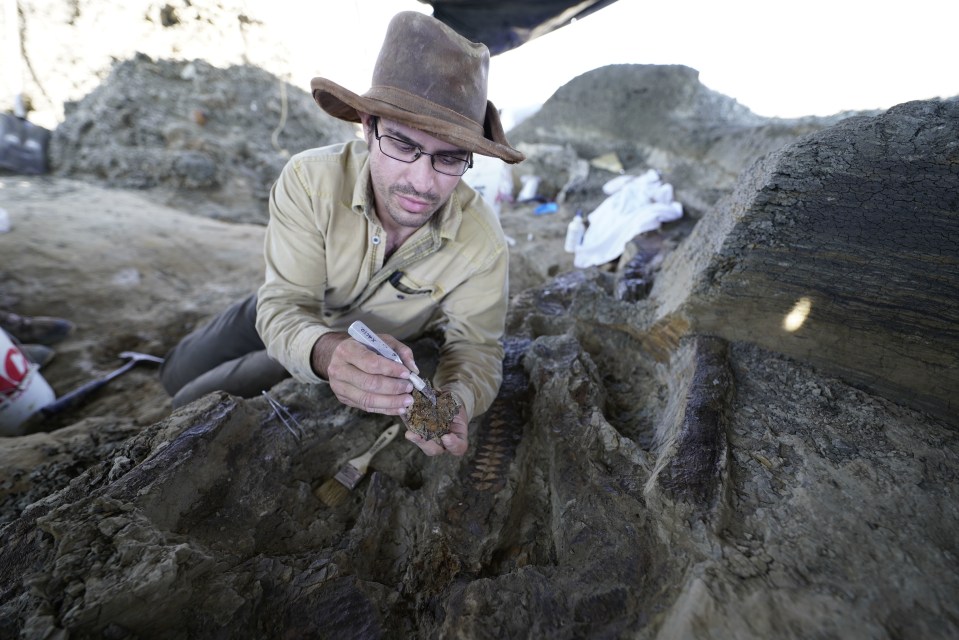 Robert's team found hundreds of fossilised fish whose gills contain tiny clay balls that suggest they died soon after the asteroid hit