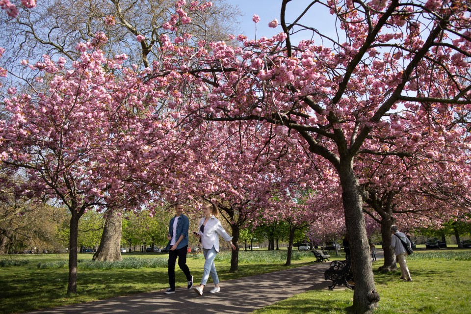 People walking in an avenue of cherry blossom trees during sunny weather in Greenwich Park in South East London