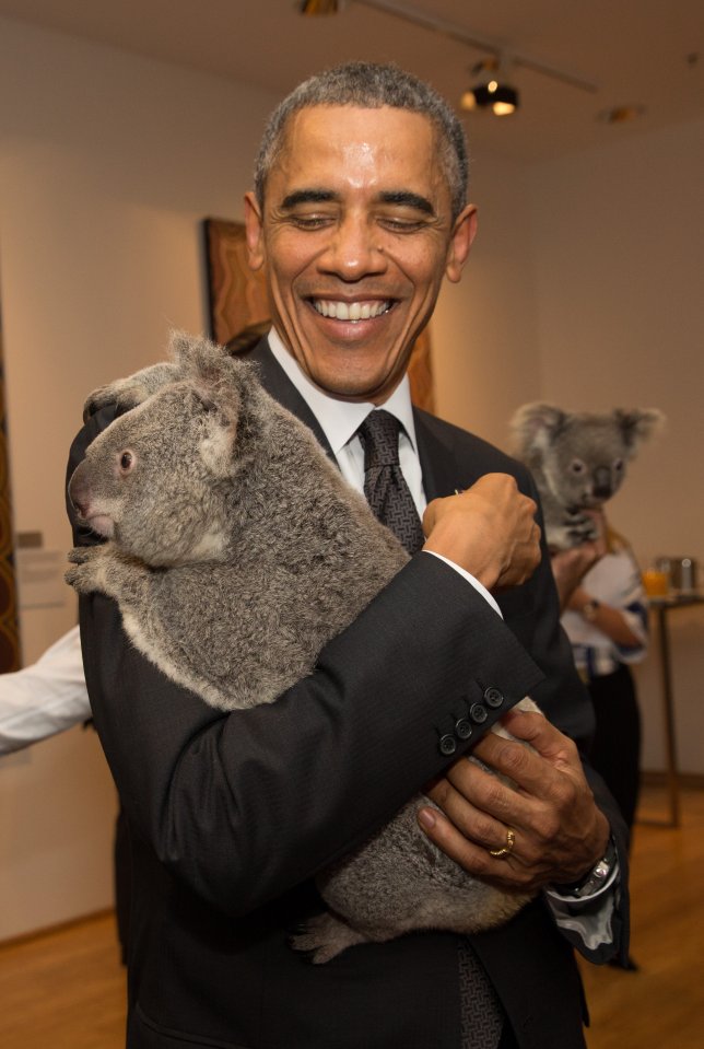 Barack Obama was snapped cuddling a koala