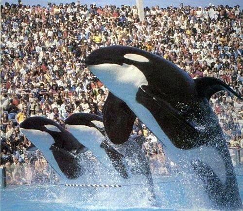 Kandu V, right, was a captive killer whale at SeaWorld