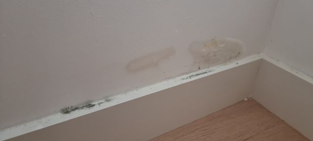 Some flats have rents of more than £4,000 a month but have mould