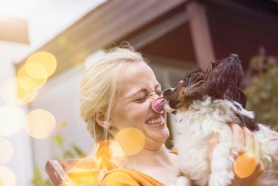 Medics have warned that allowing dogs to lick you could cause antibiotic resistance