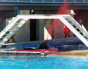 Picture allegedly showing Kandu’s death published by the Ocean Preservation Society and The Orca Project