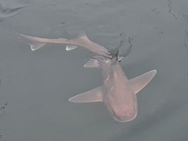 Astonishing pictures have now emerged of what locals have claimed could be an unusual starry smooth-hound shark