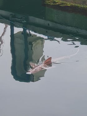 A smooth-hound shark can grow up to 5.4 feet – but is not a threat to humans