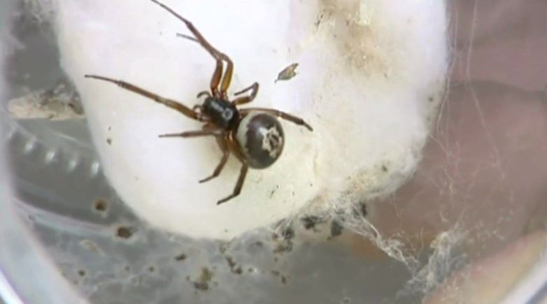 The false widow is Britain's most venomous spider that has a bite as painful as a wasp's sting