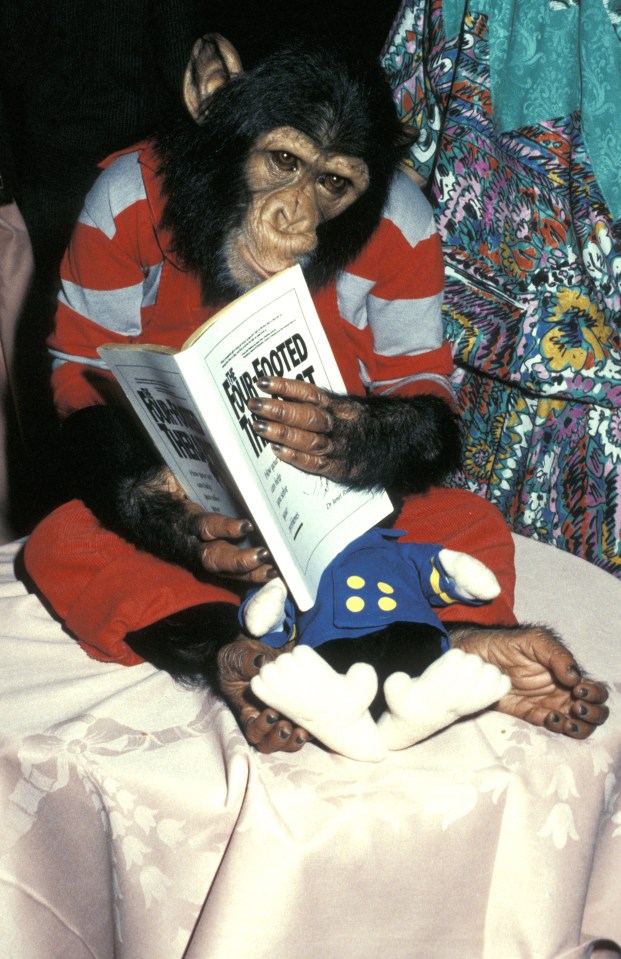 Jacko's pet chimp Bubbles accompanied him everywhere