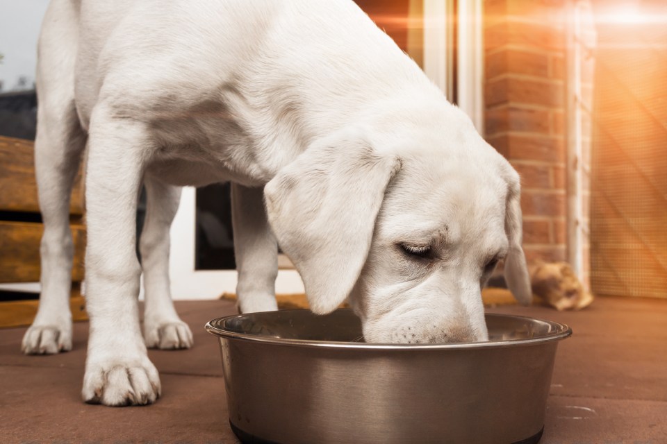 Labradors can no longer wolf down their supper in an unhealthy four seconds