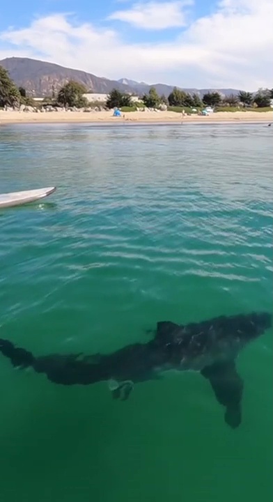 Users in the comments believed it was likely to be a great white shark