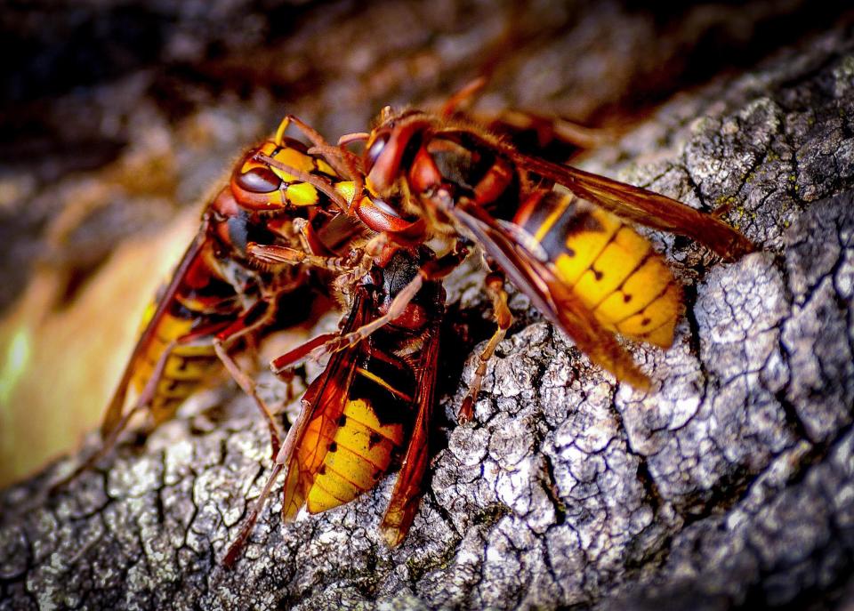 The insects have been found in the Channel Islands