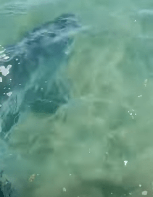 Brodie Moss filmed a large tiger shark hunting a turtle under his paddleboard