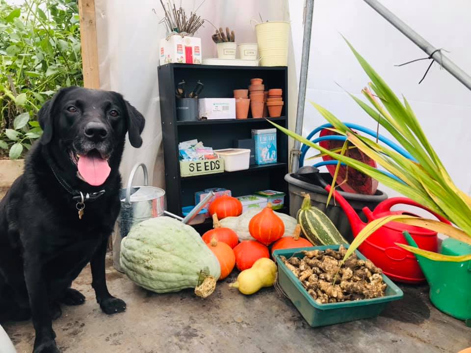 Chance, Lucy’s six year old labrador, goes to the allotment with her often