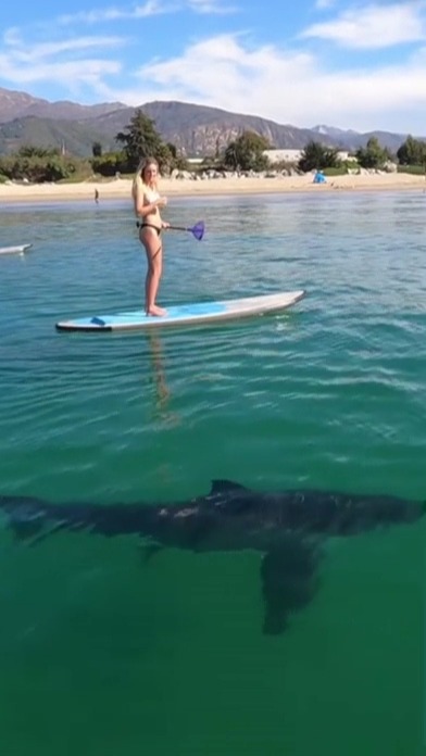 Footage shows the moment the shark swam below shocked paddleboarders