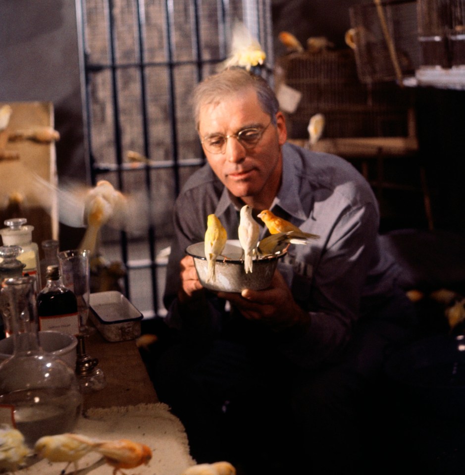 In Burt Lancaster’s 1962 movie Birdman Of Alcatraz cons are responsible for the care of their feathered friends