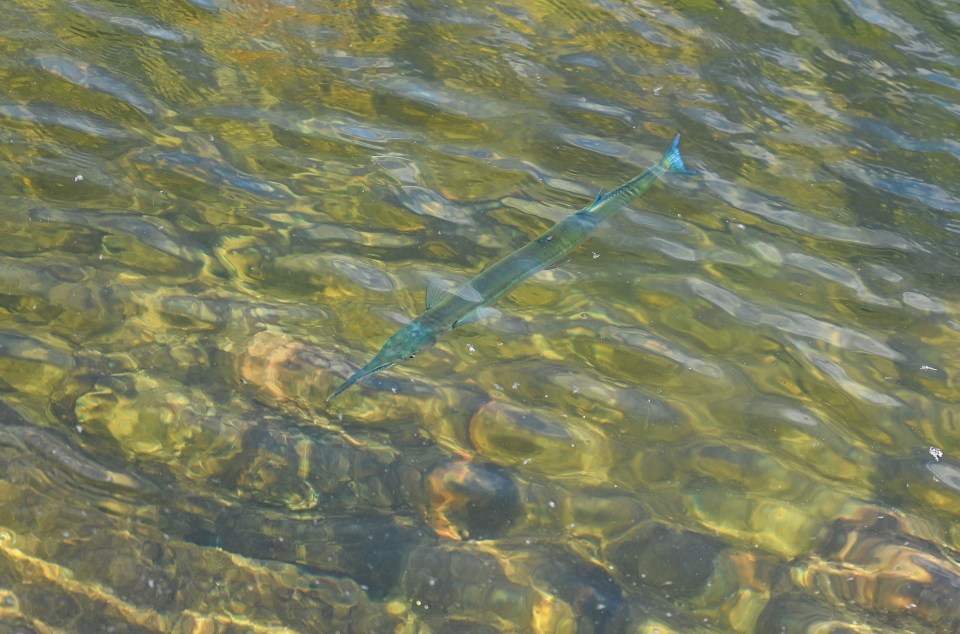 Needlefish are known to leap out of the water and spear humans with their pointy snouts