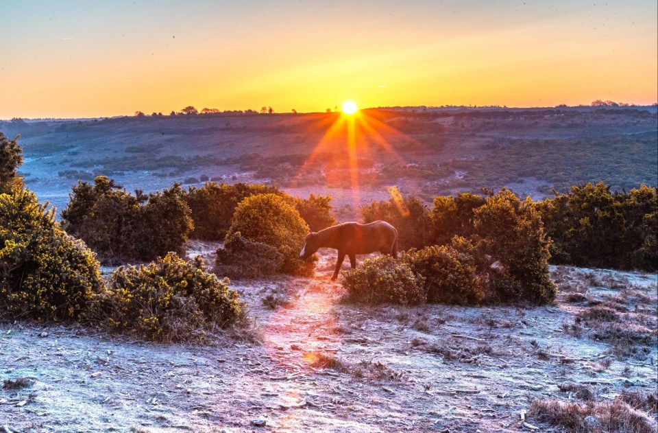 A cold sunrise at Godshill, in the New Forest this morning