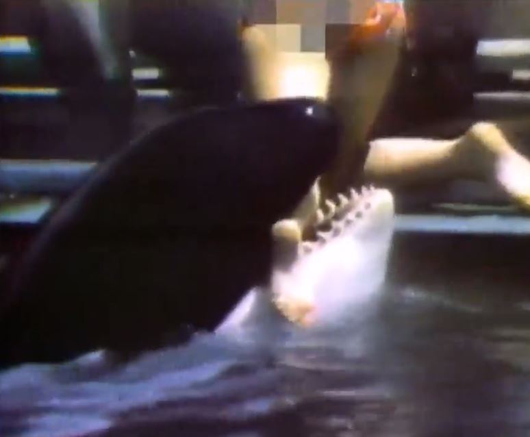 The orca chomped down on her leg and she had to be rescued