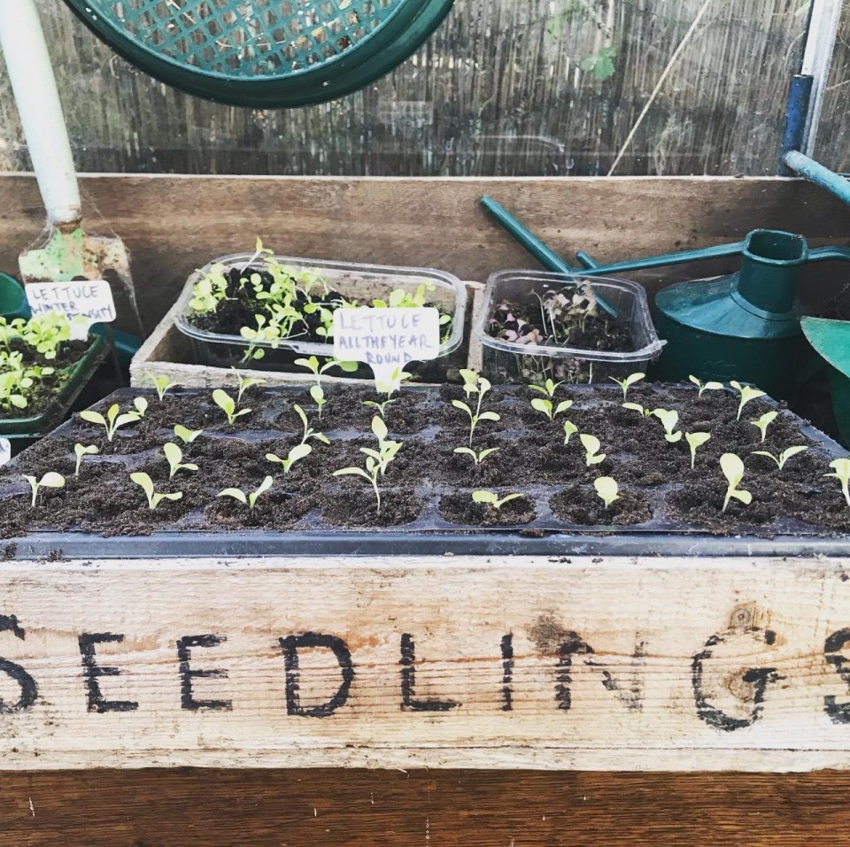 Use the seeds you already have in the fridge to start growing your own vegetables