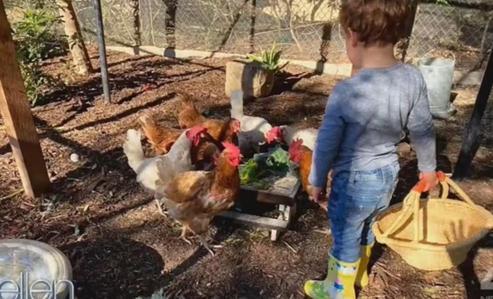 Archie playing at home with his rescue chickens