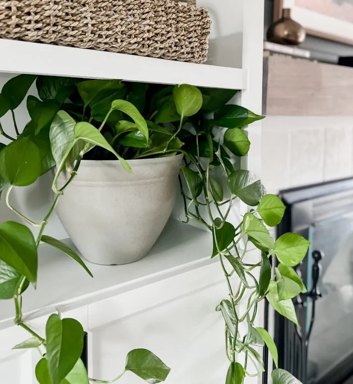 She turned it into a luxe-looking plant pot in minutes