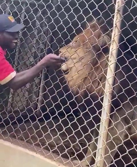 The zoo keeper laughs and jokes as he plays around with the lion