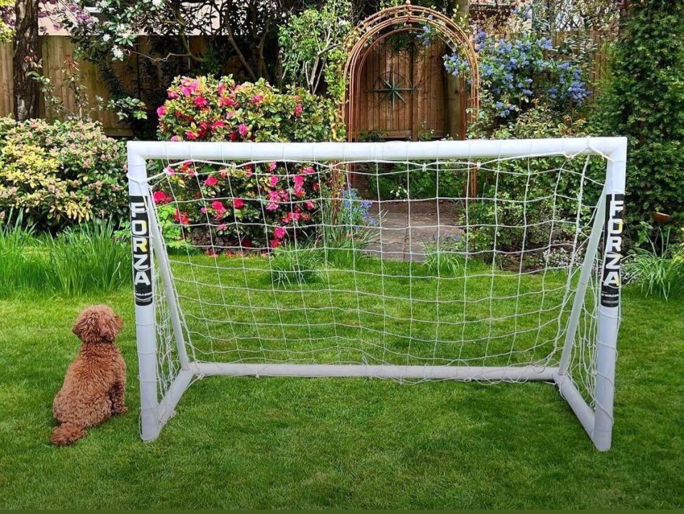 Dan recently shared a photo of his beautiful garden and family cockapoo Winnie