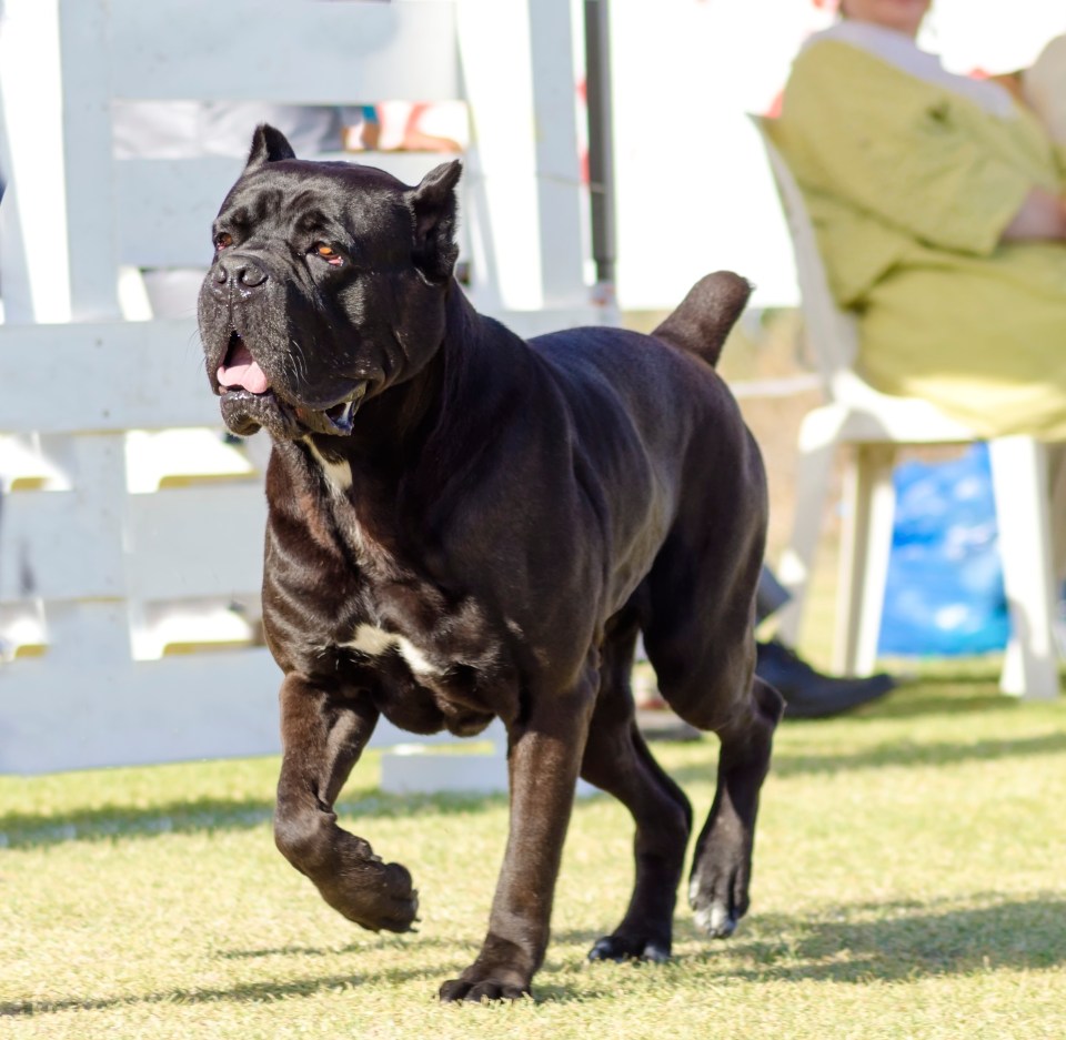 A cane corso dog has been put down by police. The dogs have a bite force three times greater than an American bulldog