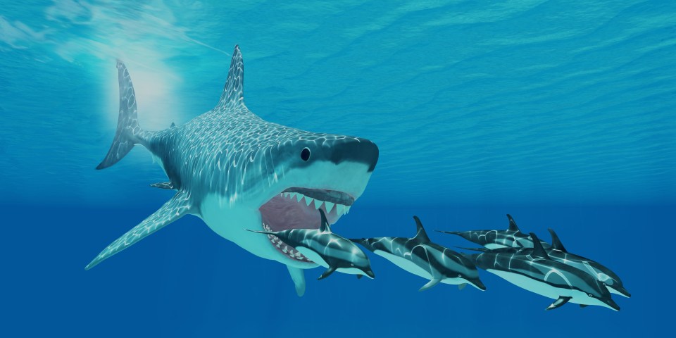 The prehistoric sharks died out millions of years ago