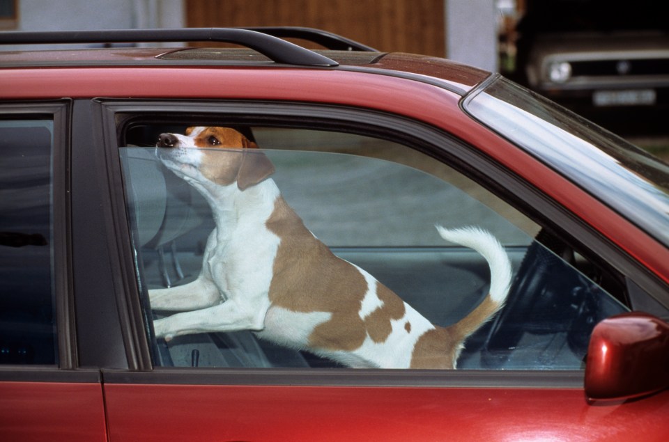 Leaving a window open is still dangerous if your dog is stuck inside a hot vehicle