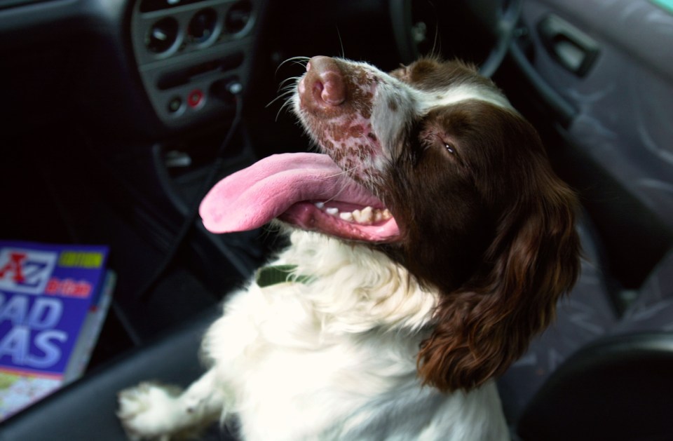 Excessive panting could be a sign your pooch is overheating